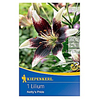 Kiepenkerl Čebulice poletnih rož Lilija Netty's Pride (Lilium x Hybrida, 1 kos, Belo-vijolična)