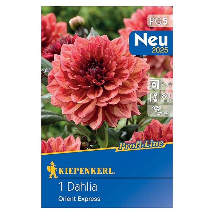 Kiepenkerl Profi-Line Dalija Orient Express  (Dahlia x Hybrida, Narančasto-crvena) | BAUHAUS