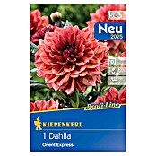 Kiepenkerl Profi-Line Dalija Orient Express  (Dahlia x Hybrida, Narančasto-crvena) | BAUHAUS