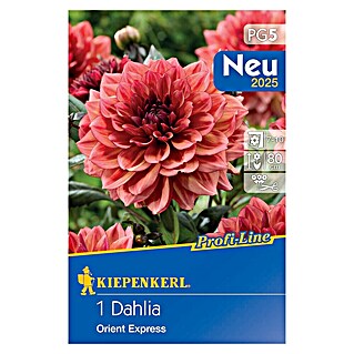 Kiepenkerl Profi-Line Dalija Orient Express (Dahlia x Hybrida, Narančasto-crvena)