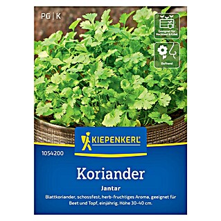 Kiepenkerl Profi-Line Kräutersamen Koriander Jantar (Coriandrum sativum, Saatzeit: April, Erntezeit: Juni)