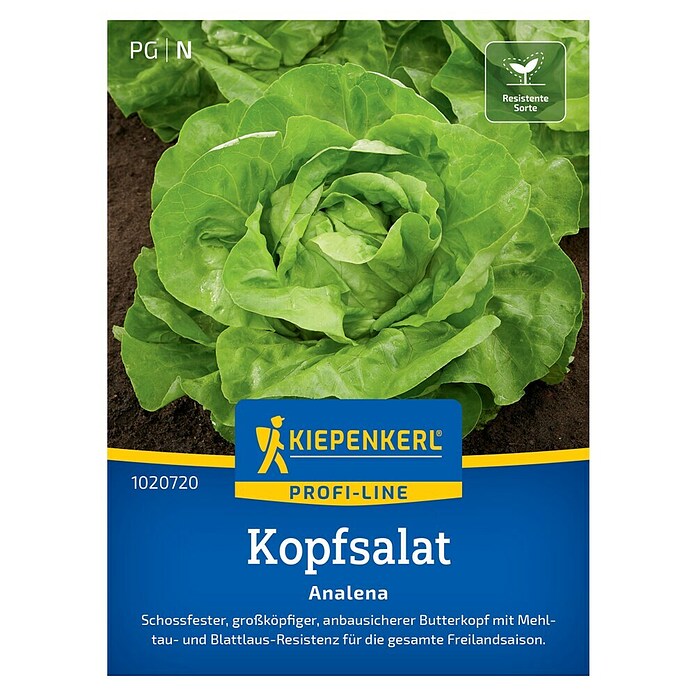 Kiepenkerl Profi-Line Salatsamen Kopfsalat Analena (Lactuca sativa var. capitata, Erntezeit: Mai) | BAUHAUS