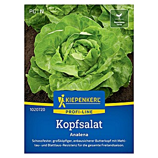 Kiepenkerl Profi-Line Salatsamen Kopfsalat Analena (Lactuca sativa var. capitata, Erntezeit: Mai)