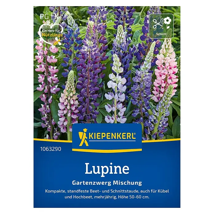 Liguster (Ligustrum ovalifolium, Topfvolumen: 2,5 l) | BAUHAUS