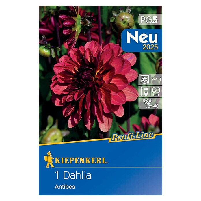 Kiepenkerl Dalija Antibes  (Dahlia x Hybrida, Crvena) | BAUHAUS