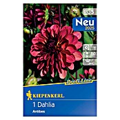 Kiepenkerl Dalija Antibes  (Dahlia x Hybrida, Crvena) | BAUHAUS