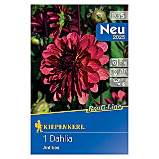 Kiepenkerl Dalija Antibes (Dahlia x Hybrida, Crvena)