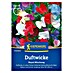 Kiepenkerl Blumensamenmischung Duftwicke Royal 