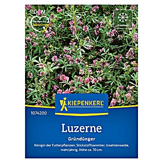 Kiepenkerl Gründüngung Luzerne (Medicago sativa, Inhalt reicht für ca. 25 Quadratmeter)