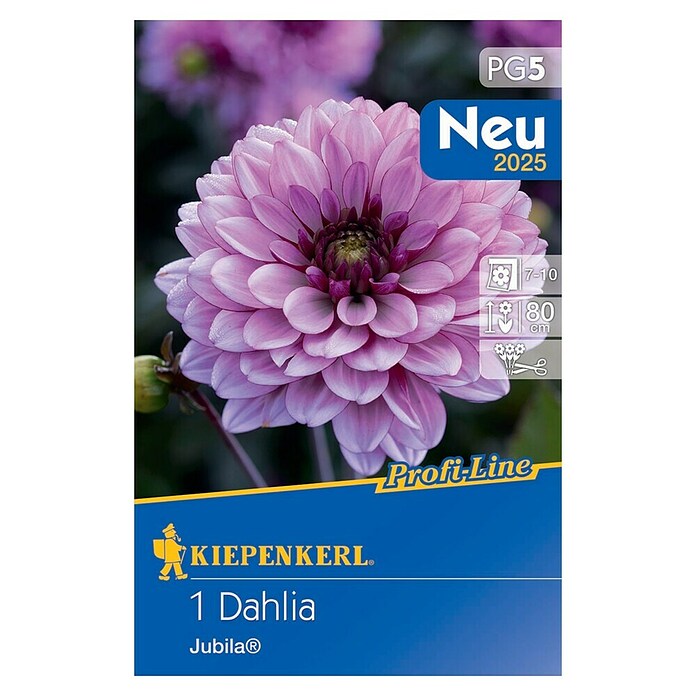 Kiepenkerl Profi-Line Dalija Jubila  (Dahlia x Hybrida, Ljubičasta) | BAUHAUS