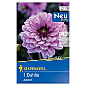 Kiepenkerl Profi-Line Dalija Jubila  (Dahlia x Hybrida, Ljubičasta) | BAUHAUS