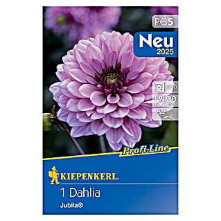 Kiepenkerl Profi-Line Dahlie 'Jubila' (Dahlia x Hybrida, Lila)