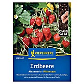 Kiepenkerl Profi-Line Obstsamen Erdbeere Alexandria (Fragaria vesca, Erntezeit: Mai) | BAUHAUS