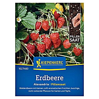 Kiepenkerl Profi-Line Obstsamen Erdbeere Alexandria (Fragaria vesca, Erntezeit: Mai)
