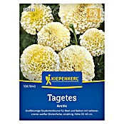Kiepenkerl Profi-Line Blumensamen Tagetes (Tagetes erecta, Weiß) | BAUHAUS