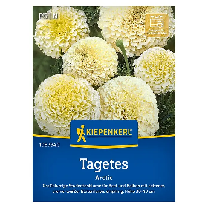 Kiepenkerl Profi-Line Blumensamen Tagetes - Tagetes erecta, Weiß - Das Bild zeigt eine Packung Tagetes Arctic-Samen von Kiepenkerl, eine großblumige Studentenblume mit cremeweißen Blüten.