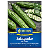 Kiepenkerl Profi-Line Gemüsesamen Salatgurken Maximé® (Cucumis sativus, Erntezeit: Juli) | BAUHAUS