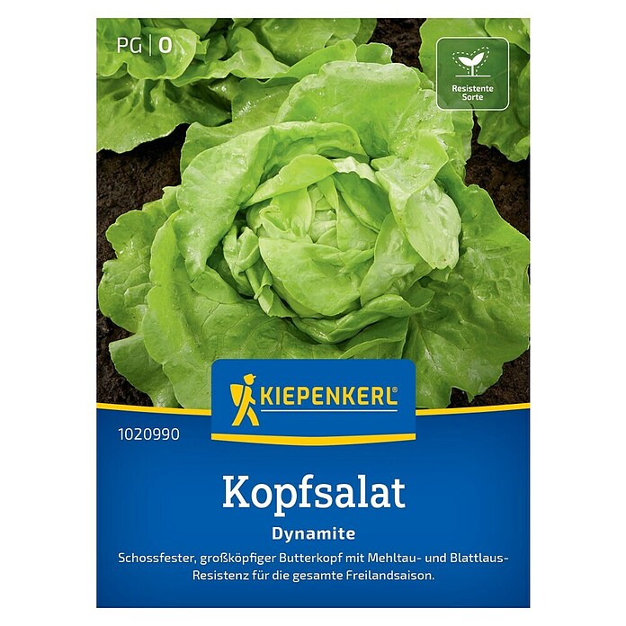 Kiepenkerl Profi-Line Salatsamen Kopfsalat Dynamite (Lactuca sativa var. capitata, Erntezeit: April, 0,3 g) | BAUHAUS