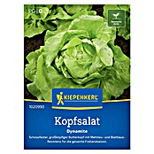 Kiepenkerl Profi-Line Salatsamen Kopfsalat Dynamite (Lactuca sativa var. capitata, Erntezeit: April, 0,3 g) | BAUHAUS