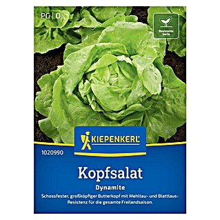 Kiepenkerl Profi-Line Salatsamen Kopfsalat Dynamite (Lactuca sativa var. capitata, Erntezeit: April, 0,3 g)