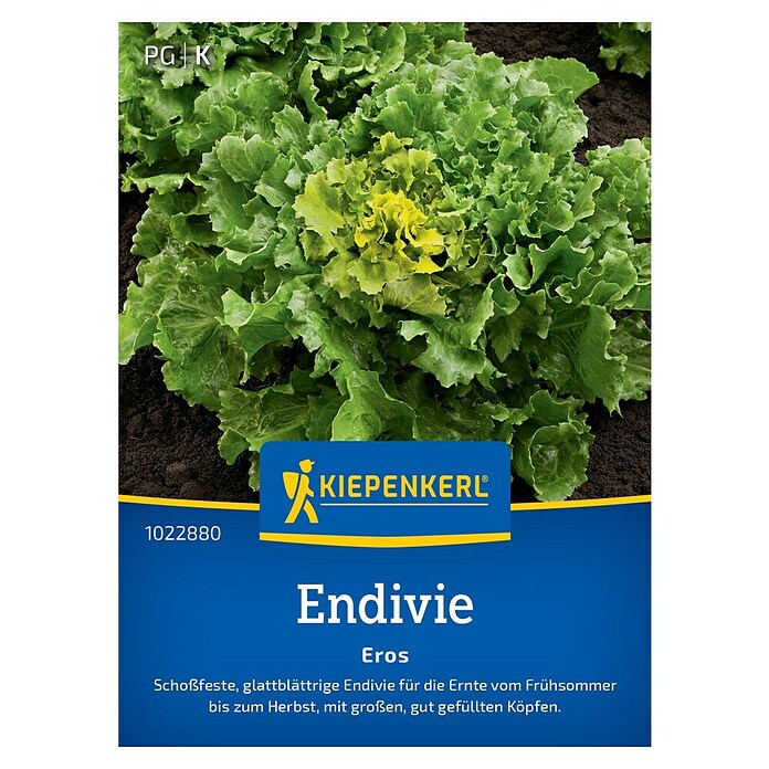 Kiepenkerl Profi-Line Salatsamen Endivien Eros (Cichorium endivia, Erntezeit: Juli) | BAUHAUS