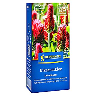 Kiepenkerl Gründüngung Inkarnatklee (Trifolium incarnatum, 60 m²)