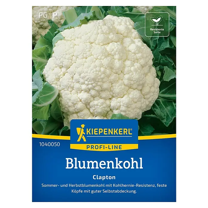 Kiepenkerl Profi-Line Gemüsesamen Blumenkohl - Brassica oleracea var. botrytis, Erntezeit: Juli - Produktbild: Blumenkohl der Sorte 'Clapton' von Kiepenkerl, eine resistente Sommer- und Herbstsorte mit guter Selbstabdeckung.
