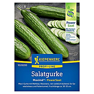 Kiepenkerl Salatsamen Salatgurke (Cucumis sativus 'Maxime', Erntezeit: Juli)