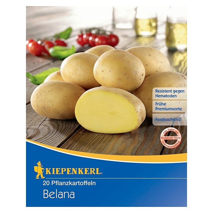Kartoffel Belana Erntezeit