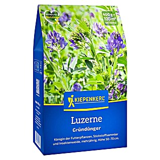Kiepenkerl Gründüngung Luzerne (Medicago sativa, Inhalt reicht für ca. 100 Quadratmeter)