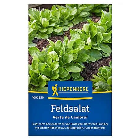 Kiepenkerl  Salatsamen Feldsalat Verte de Cambrai