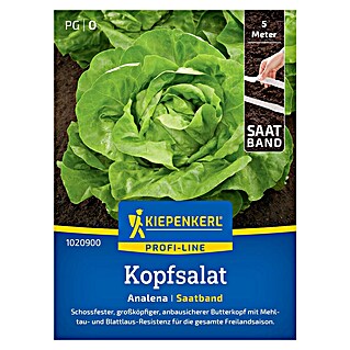 Kiepenkerl Profi-Line Salatsamen Kopfsalat Analena Saatband (Lactuca sativa var. capitata, Erntezeit: Mai)