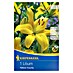 Kiepenkerl Čebulice poletnih rož Lilija Yellow County 