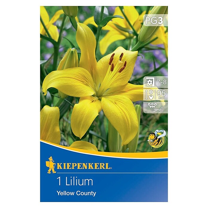 Kiepenkerl Čebulice poletnih rož Lilija Yellow County  (1 kos, Rumena) | 8113 - Frühjahrsblumenzwiebeln | IBXA - Blumenzwiebeln | IBX - Blumenzwiebeln | IB - Grünpflanzen/Sämereien | I - Stadtgarten | BAUHAUS