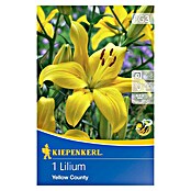 Kiepenkerl Čebulice poletnih rož Lilija Yellow County  (1 kos, Rumena) | 8113 - Frühjahrsblumenzwiebeln | IBXA - Blumenzwiebeln | IBX - Blumenzwiebeln | IB - Grünpflanzen/Sämereien | I - Stadtgarten | BAUHAUS
