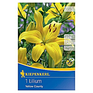 Kiepenkerl Čebulice poletnih rož Lilija Yellow County (1 kos, Rumena)