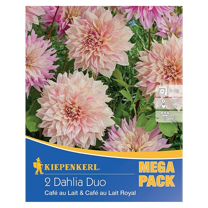 Kiepenkerl Dalija Duo  (Dahlia x Hybrida, Višebojni, Broj cvjetnih lukovica: 2 Kom.) | BAUHAUS