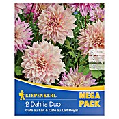 Kiepenkerl Dalija Duo  (Dahlia x Hybrida, Višebojni, Broj cvjetnih lukovica: 2 Kom.) | BAUHAUS