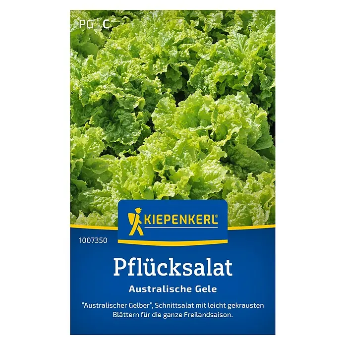 Kiepenkerl Salatsamen Pflücksalat - Lactuca sativa, Erntezeit: April - Abbildung des Pflücksalat "Australische Gele" von Kiepenkerl. Ein grüner, krauser Salat für den Anbau im eigenen Garten.