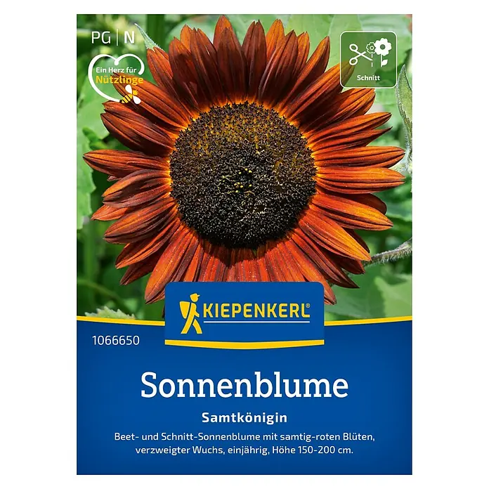 Kiepenkerl Profi-Line Blumensamen Sonnenblume - Helianthus annuus, Rot - Samentüte Sonnenblume 'Samtkönigin' von Kiepenkerl. Die Sonnenblume hat samtig-rote Blüten und wird 150-200 cm hoch.