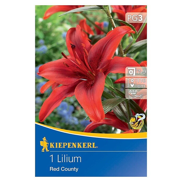 Kiepenkerl Lukovice ljetnog cvijeća Ljiljan Red County  (Lilium x Hybrida, 1 Kom., Crvena) | BAUHAUS