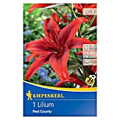 Kiepenkerl Lukovice ljetnog cvijeća Ljiljan Red County  (Lilium x Hybrida, 1 Kom., Crvena) | BAUHAUS