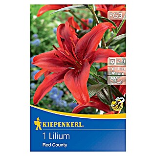 Kiepenkerl Čebulice poletnih rož Lilija Red County (Lilium x Hybrida, 1 kos, Rdeča)