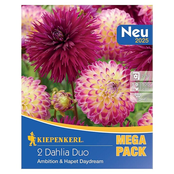 Kiepenkerl Dalija Duo Ambition & Hapet Daydream  (Dahlia x Hybrida, Ljubičasta, roza, Broj cvjetnih lukovica: 2 Kom.) | BAUHAUS