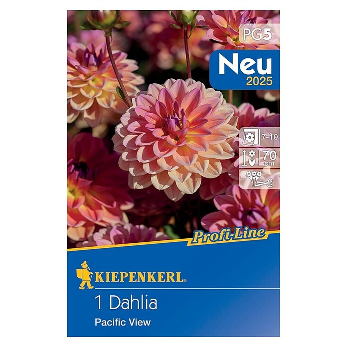 Kiepenkerl Profi-Line Dalija Pacific View  (Dahlia x Hybrida, Roza) | BAUHAUS