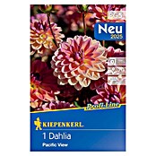 Kiepenkerl Profi-Line Dalija Pacific View  (Dahlia x Hybrida, Roza) | BAUHAUS