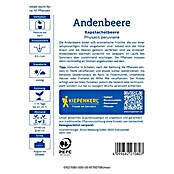 Kiepenkerl Profi-Line Obstsamen Andenbeere Kapstachelbeere (Physalis peruviana, Erntezeit: August) | BAUHAUS
