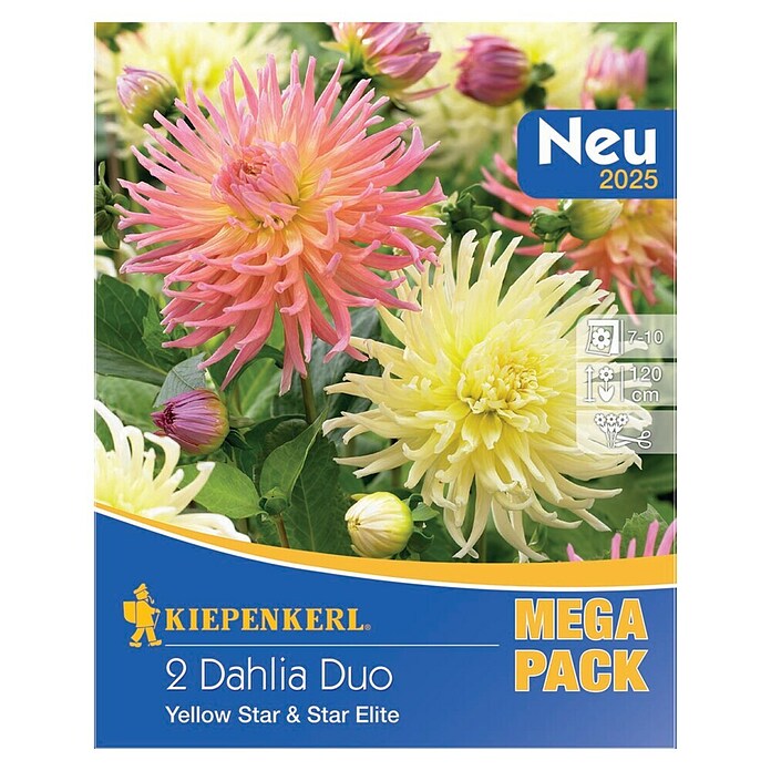 Kiepenkerl Lukovice proljetnog cvijeća Yellow Star & Star Elite  (Dahlia x Hybrida, 2 Kom.) | BAUHAUS