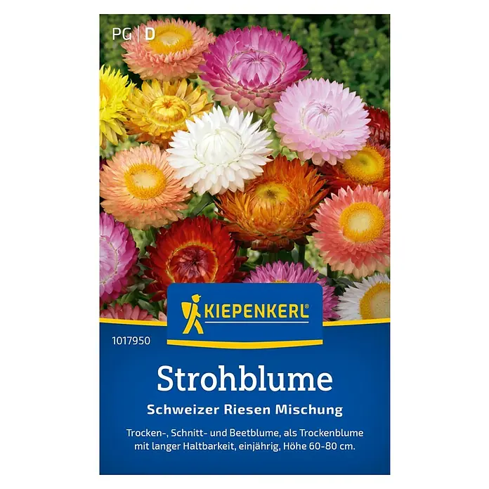 Kiepenkerl Blumensamen Strohblumen - Helichrysum bracteatum, Mehrfarbig - Abbildung von Kiepenkerl Strohblume Schweizer Riesen Mischung. Eine farbenfrohe und vielfältige Blumenauswahl für den Garten.