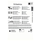 Kiepenkerl Lukovice ljetnog cvijeća Gladiola Butterfly Mix  (Gladiolus x Hybrida, 10 Kom., Raznobojno) | BAUHAUS